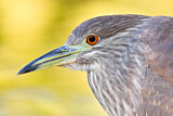 Image. Black-crowned Night Heron