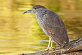 Image. Black-crowned Night Heron
