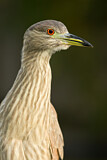 Image. Black-crowned Night Heron