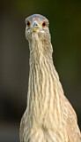 Image. Black-crowned Night Heron