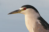 Image. Black-crowned Night Heron