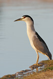 Image. Black-crowned Night Heron
