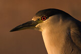 Image. Black-crowned Night Heron