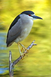Image. Black-crowned Night Heron