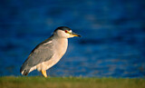 Image. Black-crowned Night Heron