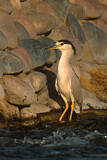 Image. Black-crowned Night Heron
