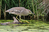 Image. Black-crowned Night Heron