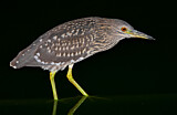 Image. Black-crowned Night Heron