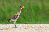 Image. Black-crowned Night Heron