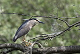 Image. Black-crowned Night Heron