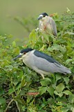 Image. Black-crowned Night Heron