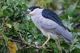 Image. Black-crowned Night Heron