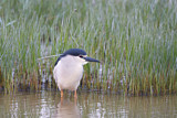 Image. Black-crowned Night Heron