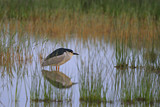 Image. Black-crowned Night Heron