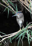 Image. Black-crowned Night Heron