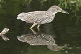 Image. Black-crowned Night Heron