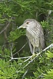 Image. Black-crowned Night Heron