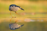 Image. Black-crowned Night Heron