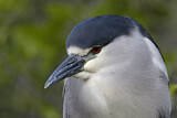 Image. Black-crowned Night Heron
