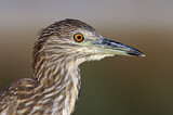 Image. Black-crowned Night Heron