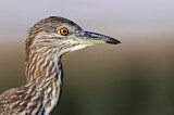 Image. Black-crowned Night Heron