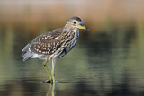 Image. Black-crowned Night Heron