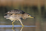Image. Black-crowned Night Heron