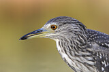 Image. Black-crowned Night Heron