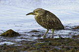 Image. Black-crowned Night Heron