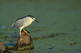 Image. Black-crowned Night Heron