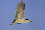 Image. Black-crowned Night Heron