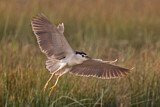 Image. Black-crowned Night Heron