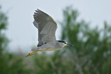 Image. Black-crowned Night Heron