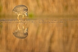 Image. Black-crowned Night Heron