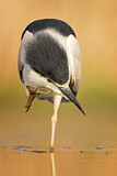 Image. Black-crowned Night Heron