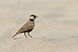 Image. Black-crowned Sparrow-Lark