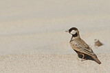 Image. Black-crowned Sparrow-Lark