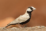 Image. Black-crowned Sparrow-Lark