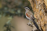 Image. Black-crowned Tchagra