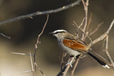 Image. Black-crowned Tchagra