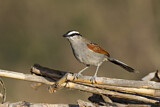 Image. Black-crowned Tchagra