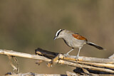 Image. Black-crowned Tchagra
