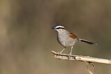Image. Black-crowned Tchagra