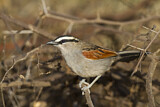 Image. Black-crowned Tchagra