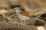Image. Black-crowned Tchagra