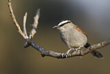 Image. Black-crowned Tchagra