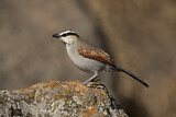 Image. Black-crowned Tchagra