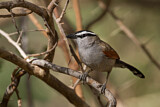 Image. Black-crowned Tchagra
