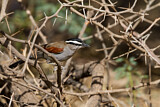 Image. Black-crowned Tchagra