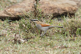 Image. Black-crowned Tchagra